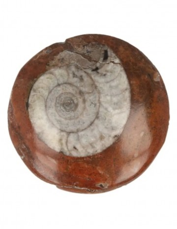 Ammoniet schijf gepolijst